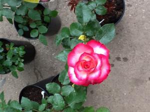 Trandafir de gradina La Minuette tufa formata cu radacina in ghivece de 3.5 litri