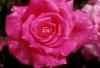 Trandafiri eden rose (radacini nude)