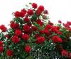 TRANDAFIRI URCATORI h=2.5m planta la ghiveci de 5 litri, flori rosii