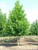 Arbori foiosi ACER PLATANOIDES `EMERALD QUEEN`10/12 circumf. trunchi (50 litri)