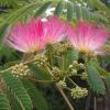 Arbori foiosi ALBIZIA JULIBRISSIN MULTI-TRUNCHI / Arborele de matase 175/200 CM