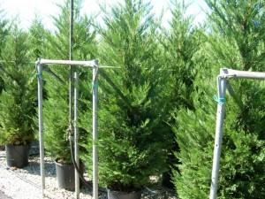 Arbori rasinosi CUPRESSOCYPARIS LEYLANDII ghiveci 35-50 litri, h=250-300 cm