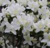 Arbusti cu flori azalea japonica `palestrina`ghiveci de 5 litri,