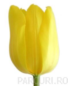 Bulbi de lalele grupa Triumph, Jan van Ness, culoare galben