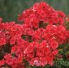 Flori de gradina  perene Flox/ Phlox paniculata 'Red Riding Hood' ghiv de  3 litri