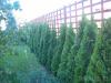 Gard viu thuja occidentalis smaragd