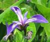Plante acvatice, iris versicolor