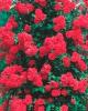 Trandafiri agatatori cataratori de gradina Paul s Scarlet, planta formata cu radacina la ghiveci de 3.5 l