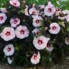 Flori perene hibiscus summerific perfect storm nalba, 35- 40 cm -