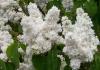 Liliac alb parfumat cu flori batute syringa