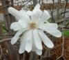 Magnolia stellata (parfumate) ghiveci 30litri h= 150-175cm