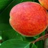 Pomi fructiferi caisi soiul bergeron.