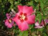 Arbusti de gard viu hibiscus syriacus cu flori simple, ghiveci 5