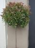 Arbusti evergreen photinia fraserii red robin forma altoita 1/2, diam