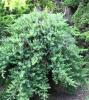 Arbusti rasinosi JUNIPERUS CONFERTA` BLUE PACIFIC` ghiveci 3-4 litri, 20-30cm