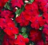 Flori  pentru balcon IMPATIENS TUMBLER `Scarlet `soi curgator  la ghivece de 12 cm