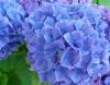 Flori perene Hortensia / HYDRANGEA MACROPHYLLA BLUE  h=40-50 cm , ghiveci 10 litri
