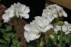 Plante de balcon muscate pelargonium zonale floare alba,