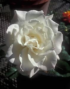 Trandafir gradina Paskali, butas cu radacina in ghivece de 3.5 litri