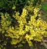 Arbusti cu flori forsythya mini gold