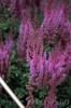 Flori de gradina perene astilbe chinensis little v in purple la ghiv