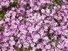 Flori de gradina perene gypsophila