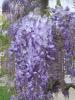 Plante urcatoare wisteria sinensis (glicina)