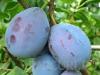 Pomi fructiferi pruni soiul cacanska lepotica. puieti