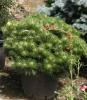 Arbusti rasinosi forme, pinus nigra brepo 10 litri, diam = 30- 40 cm