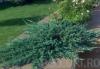 Arbusti rasinosi juniperus horizontalis `blue chip`