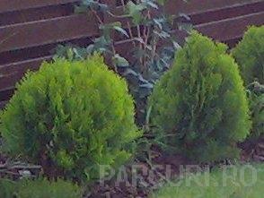 Arbusti rasinosi THUJA ORIENTALIS AUREA NANA ghiveci 5 litri, 20-30 cm diam pt gard viu