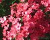 Flori de gradina perene phlox paniculata  pink  ghiv