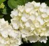 Flori perene Hortensia / HYDRANGEA MACROPHYLLA WHITE  h=40-50 cm , ghiveci 10 litri