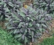Plante aromatice de gradina 'Salvia Officinalis'  var. purpurascens in ghiveci de 1 litru