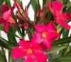 Plante de balcon nerium oleander 1/2 tip pom 6/8