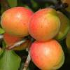 Pomi fructiferi caisi soiul mamaia la ghivece. puieti