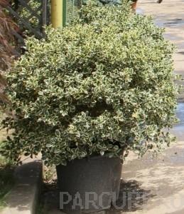 Arbust frunze persistente  ILEX AQUIFOLIUM `ARGENTEOMARGINATA ` BILA 80 cm diam