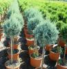 Arbusti forme tunse BILA PE TULPINA / CUPRESSUS ARIZONICA ghiveci 10 litri, diam = 30 cm