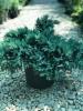 Arbusti rasinosi juniperus squamata blue star ghiveci 11 litri, 20-30