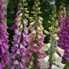 Digitalis purpurea dalmatian purple`  ghiv 11x11 cm  h=20 cm