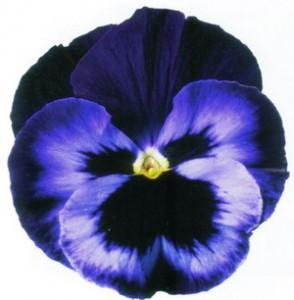 Flori bienale: Viola witrokiana Delta F1/Panselute in ghivece de 9 cm/soiul Neon Violet