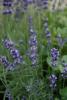 Flori perene levantica/lavandula angustifolia blue scent in ghiveci de