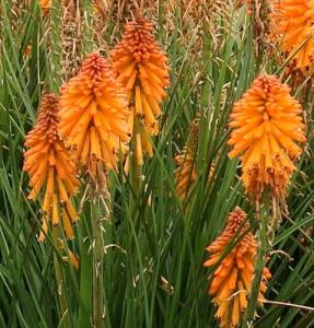 Kniphofia Poco Orange ghiveci 15cm