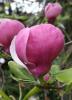 Magnolia soulangeana lennei ghiveci 18 litri, h=150 -175cm(ramificata)