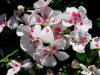 Plante de balcon muscate pelargonium zonale white splach (albe cu