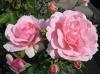 Trandafiri de gradina Polyantha Bonica, planta formata cu radacina in ghiveci de 3.5 litri
