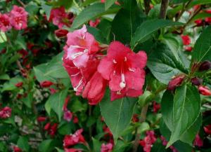 Arbusti cu flori WEIGELA Nana Variegata ghiveci 5-7 litri, h= 20-30cm