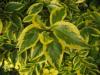 Arbusti de gradina ligustrum ovalifolium (lemn
