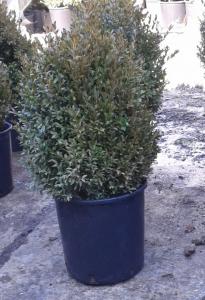 Arbusti evergreen BUXUS SEMPERVIRENS  (cimisir, merisor) ghiveci 18 litri, h= 40-50 cm