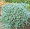 Arbusti rasinosi juniperus horizontalis `glauca`